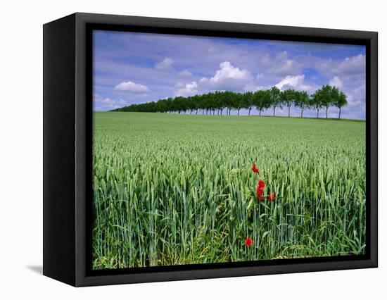 Poppies and Field of Wheat, Somme, Nord-Picardie (Picardy), France, Europe-David Hughes-Framed Premier Image Canvas