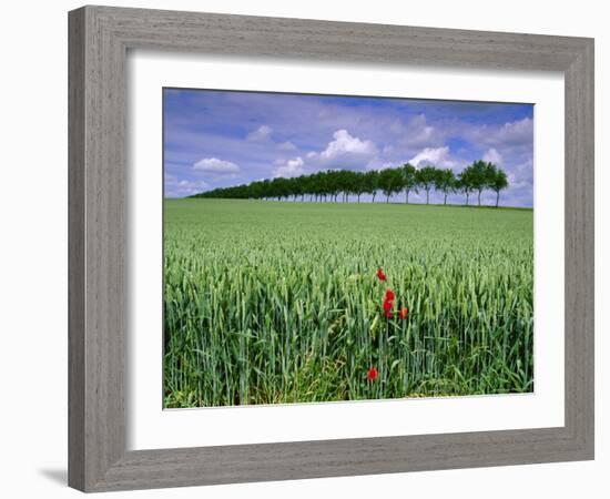 Poppies and Field of Wheat, Somme, Nord-Picardie (Picardy), France, Europe-David Hughes-Framed Photographic Print