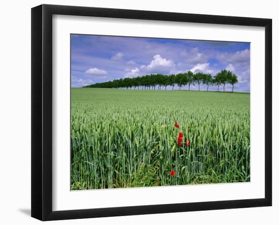 Poppies and Field of Wheat, Somme, Nord-Picardie (Picardy), France, Europe-David Hughes-Framed Photographic Print