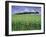 Poppies and Field of Wheat, Somme, Nord-Picardie (Picardy), France, Europe-David Hughes-Framed Photographic Print