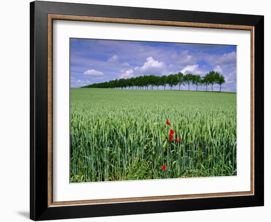 Poppies and Field of Wheat, Somme, Nord-Picardie (Picardy), France, Europe-David Hughes-Framed Photographic Print