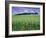 Poppies and Field of Wheat, Somme, Nord-Picardie (Picardy), France, Europe-David Hughes-Framed Photographic Print