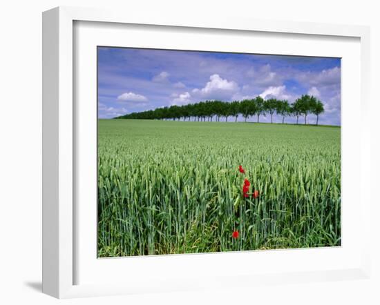 Poppies and Field of Wheat, Somme, Nord-Picardie (Picardy), France, Europe-David Hughes-Framed Photographic Print