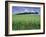 Poppies and Field of Wheat, Somme, Nord-Picardie (Picardy), France, Europe-David Hughes-Framed Photographic Print