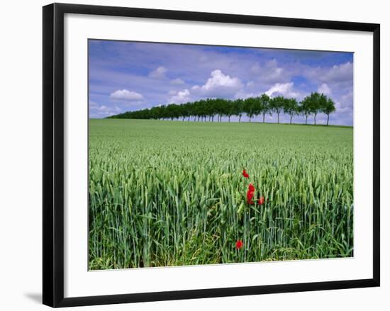 Poppies and Field of Wheat, Somme, Nord-Picardie (Picardy), France, Europe-David Hughes-Framed Photographic Print