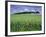 Poppies and Field of Wheat, Somme, Nord-Picardie (Picardy), France, Europe-David Hughes-Framed Photographic Print