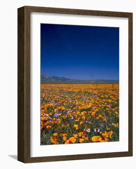 Poppies and Gilia Purple, Antelope Valley, California, USA-Terry Eggers-Framed Photographic Print