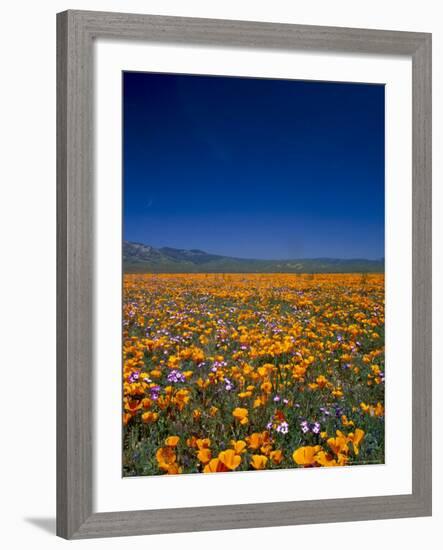 Poppies and Gilia Purple, Antelope Valley, California, USA-Terry Eggers-Framed Photographic Print