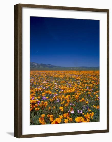 Poppies and Gilia Purple, Antelope Valley, California, USA-Terry Eggers-Framed Photographic Print