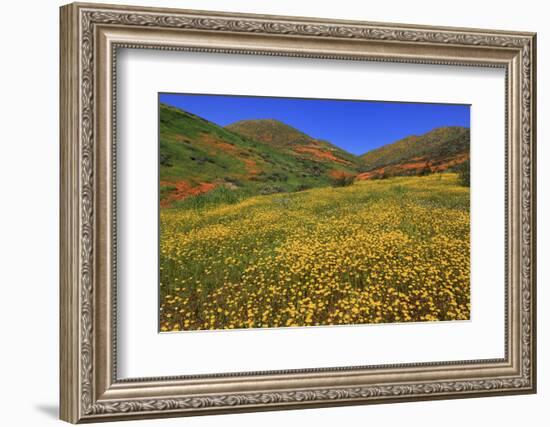 Poppies and Goldfields, Chino Hills State Park, California, United States of America, North America-Richard Cummins-Framed Photographic Print