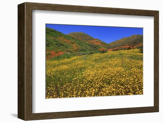 Poppies and Goldfields, Chino Hills State Park, California, United States of America, North America-Richard Cummins-Framed Photographic Print
