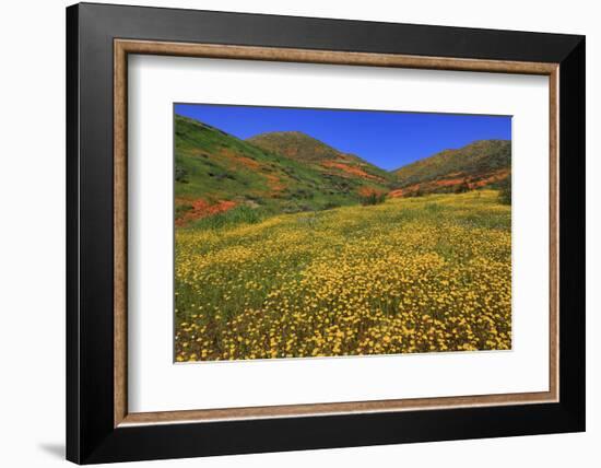 Poppies and Goldfields, Chino Hills State Park, California, United States of America, North America-Richard Cummins-Framed Photographic Print