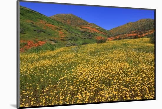 Poppies and Goldfields, Chino Hills State Park, California, United States of America, North America-Richard Cummins-Mounted Photographic Print