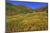 Poppies and Goldfields, Chino Hills State Park, California, United States of America, North America-Richard Cummins-Mounted Photographic Print