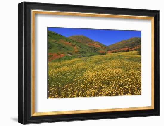 Poppies and Goldfields, Chino Hills State Park, California, United States of America, North America-Richard Cummins-Framed Photographic Print