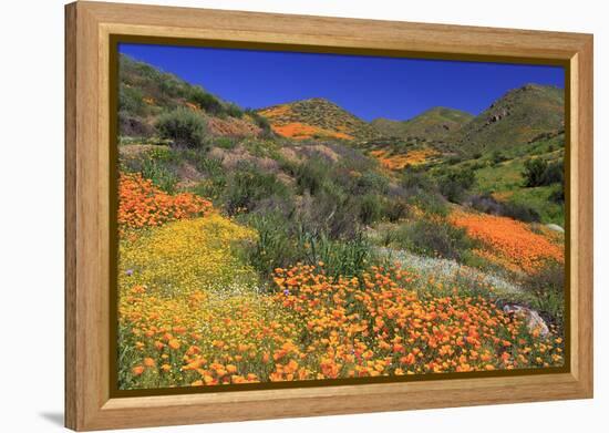 Poppies and Goldfields, Chino Hills State Park, California, United States of America, North America-Richard Cummins-Framed Premier Image Canvas