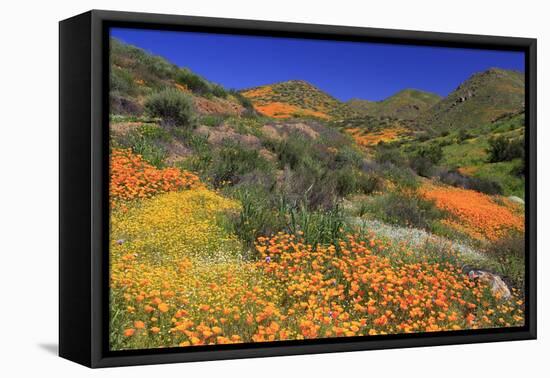 Poppies and Goldfields, Chino Hills State Park, California, United States of America, North America-Richard Cummins-Framed Premier Image Canvas