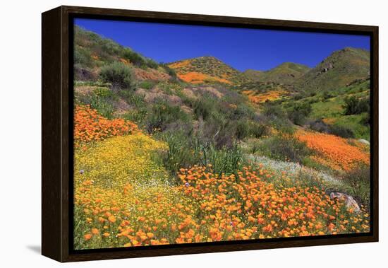 Poppies and Goldfields, Chino Hills State Park, California, United States of America, North America-Richard Cummins-Framed Premier Image Canvas