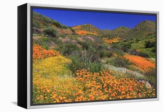 Poppies and Goldfields, Chino Hills State Park, California, United States of America, North America-Richard Cummins-Framed Premier Image Canvas