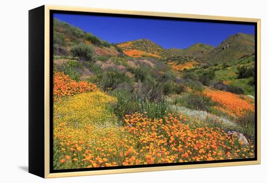 Poppies and Goldfields, Chino Hills State Park, California, United States of America, North America-Richard Cummins-Framed Premier Image Canvas