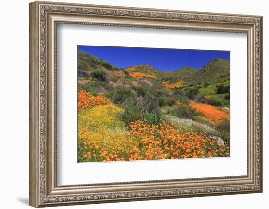 Poppies and Goldfields, Chino Hills State Park, California, United States of America, North America-Richard Cummins-Framed Photographic Print