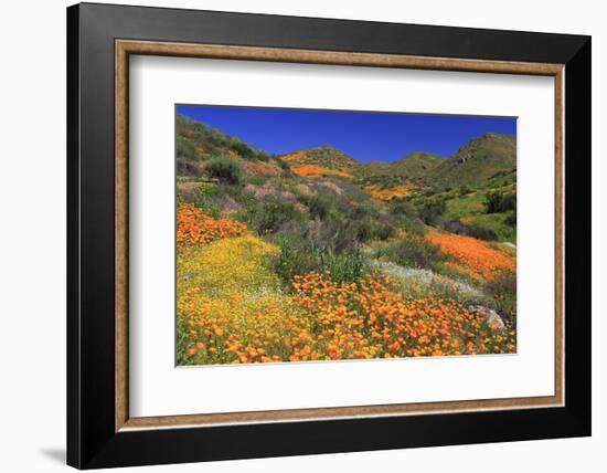 Poppies and Goldfields, Chino Hills State Park, California, United States of America, North America-Richard Cummins-Framed Photographic Print