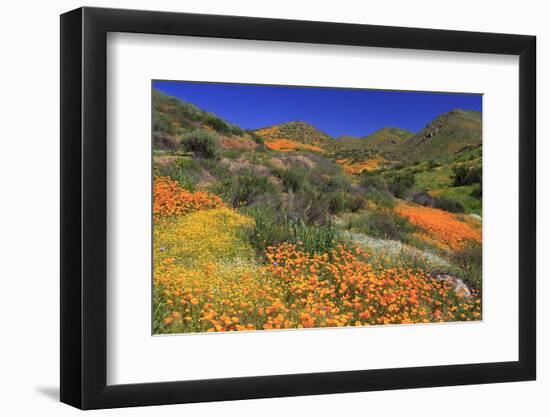 Poppies and Goldfields, Chino Hills State Park, California, United States of America, North America-Richard Cummins-Framed Photographic Print