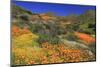Poppies and Goldfields, Chino Hills State Park, California, United States of America, North America-Richard Cummins-Mounted Photographic Print