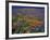 Poppies and Lupine, Los Angeles County, California, USA-Art Wolfe-Framed Photographic Print