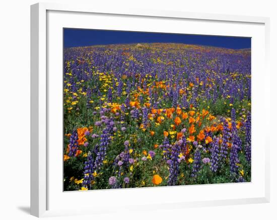 Poppies and Lupine, Los Angeles County, California, USA-Art Wolfe-Framed Photographic Print