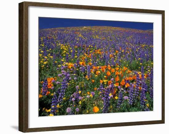 Poppies and Lupine, Los Angeles County, California, USA-Art Wolfe-Framed Photographic Print