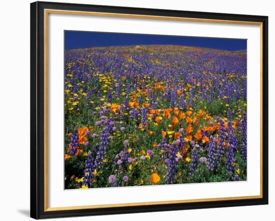 Poppies and Lupine, Los Angeles County, California, USA-Art Wolfe-Framed Photographic Print