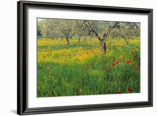 Poppies and Other Wild Flowers Uk-Peter Adams-Framed Photographic Print