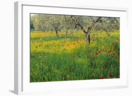 Poppies and Other Wild Flowers Uk-Peter Adams-Framed Photographic Print