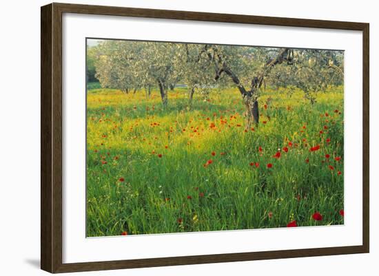 Poppies and Other Wild Flowers Uk-Peter Adams-Framed Photographic Print