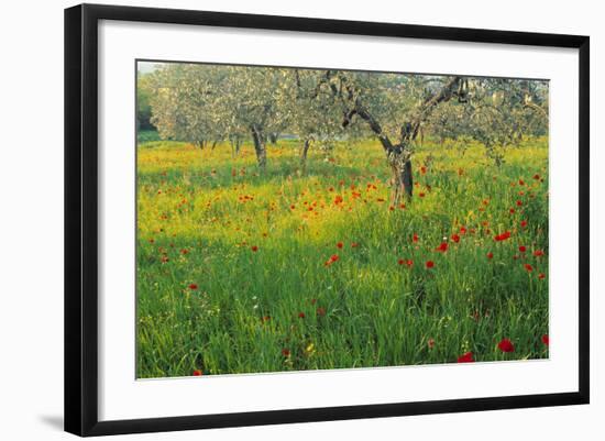 Poppies and Other Wild Flowers Uk-Peter Adams-Framed Photographic Print