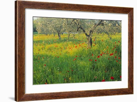 Poppies and Other Wild Flowers Uk-Peter Adams-Framed Photographic Print