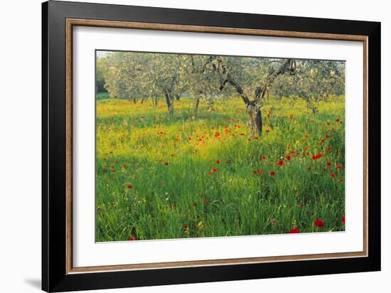 Poppies and Other Wild Flowers Uk-Peter Adams-Framed Photographic Print