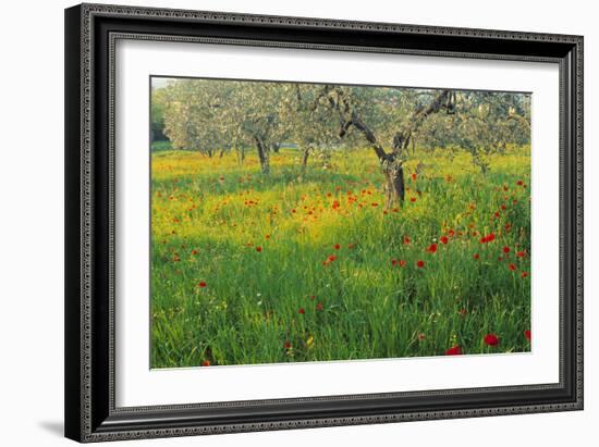 Poppies and Other Wild Flowers Uk-Peter Adams-Framed Photographic Print