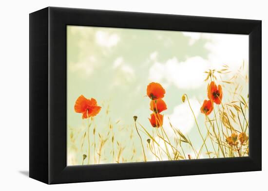 Poppies and Sky-Aledanda-Framed Premier Image Canvas