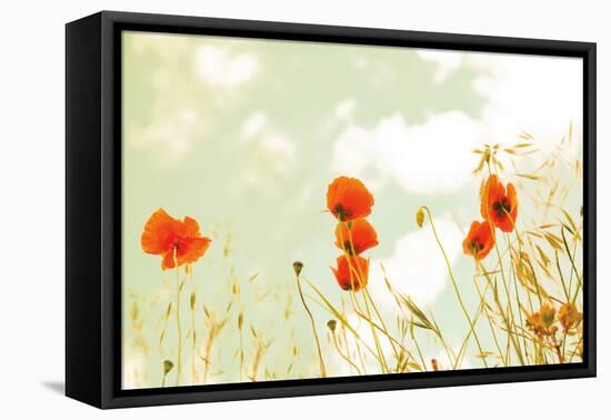 Poppies and Sky-Aledanda-Framed Premier Image Canvas