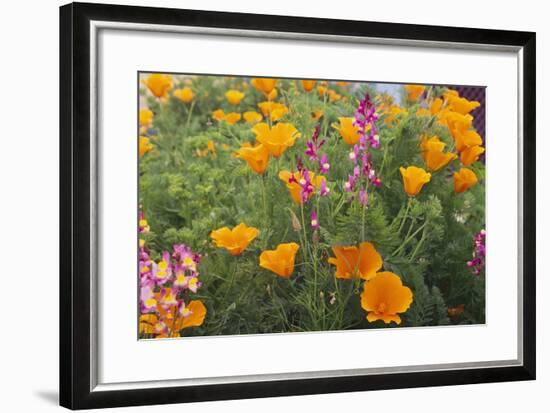 Poppies and Toadflax-DLILLC-Framed Photographic Print