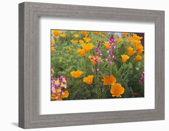 Poppies and Toadflax-DLILLC-Framed Photographic Print