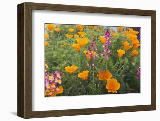 Poppies and Toadflax-DLILLC-Framed Photographic Print