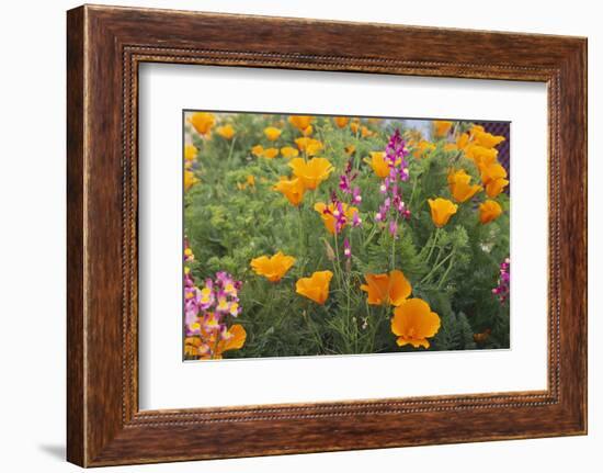 Poppies and Toadflax-DLILLC-Framed Photographic Print