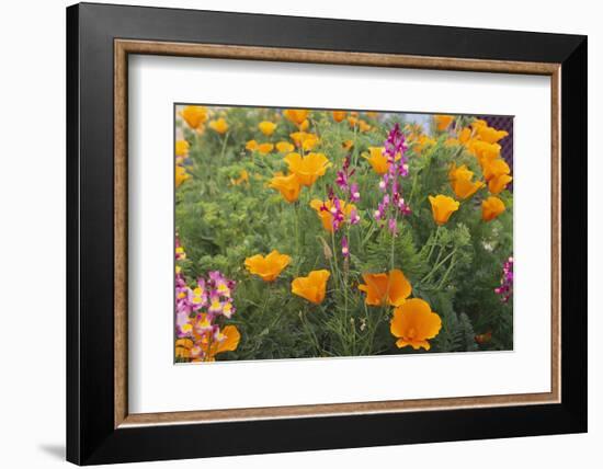 Poppies and Toadflax-DLILLC-Framed Photographic Print