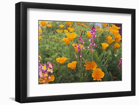 Poppies and Toadflax-DLILLC-Framed Photographic Print