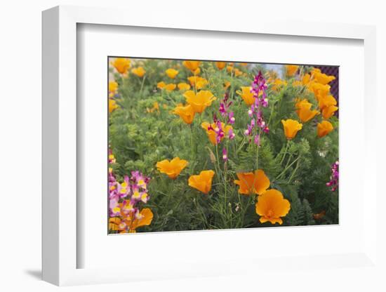 Poppies and Toadflax-DLILLC-Framed Photographic Print