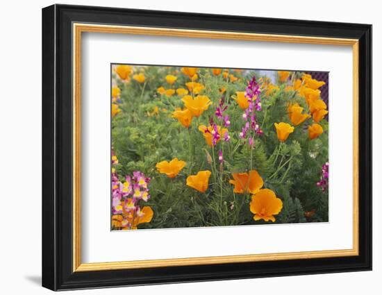 Poppies and Toadflax-DLILLC-Framed Photographic Print