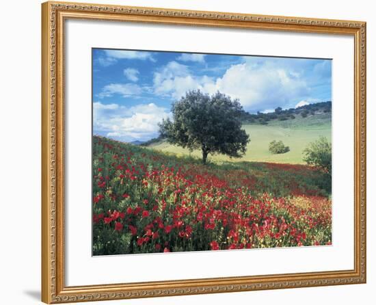 Poppies and Tree, Andalucia, Spain-Peter Adams-Framed Photographic Print